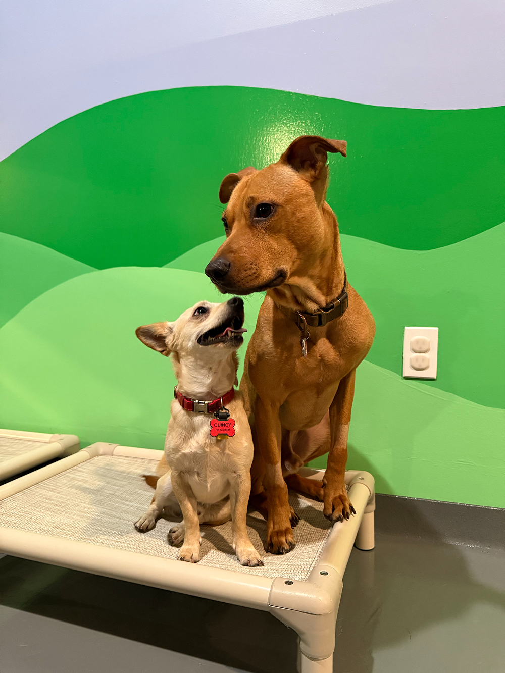Dog at BB's Playhouse, photo 11 of 20