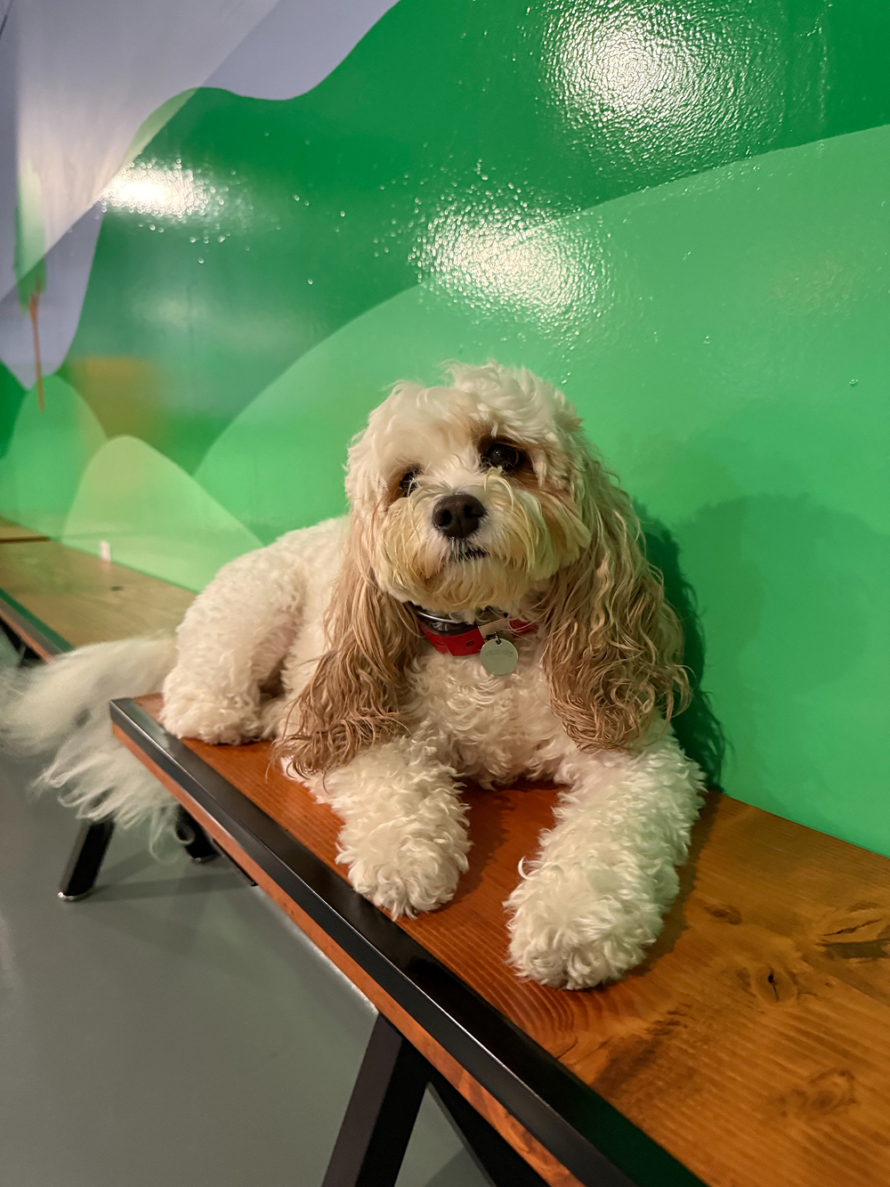 Dog at BB's Playhouse, photo 18 of 20