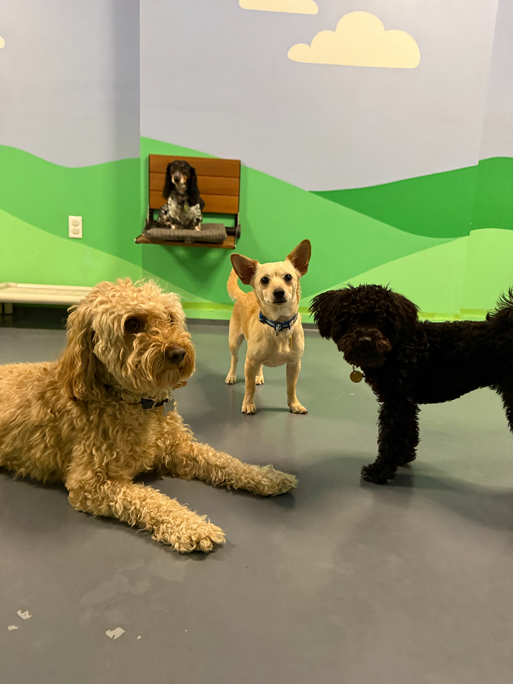 Dog at BB's Playhouse, photo 5 of 20